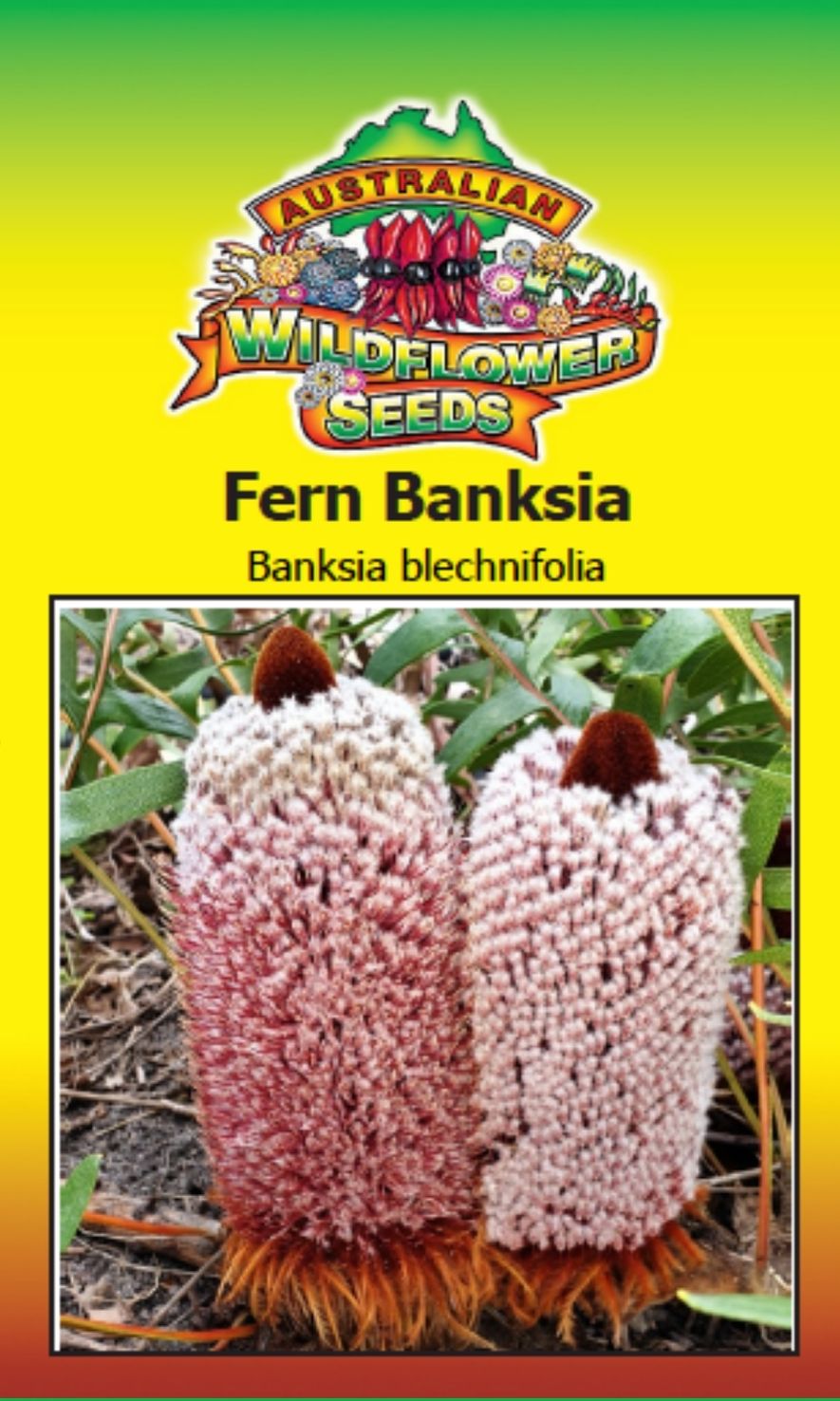 Seeds Banksia blechnifolia - Fern Banksia