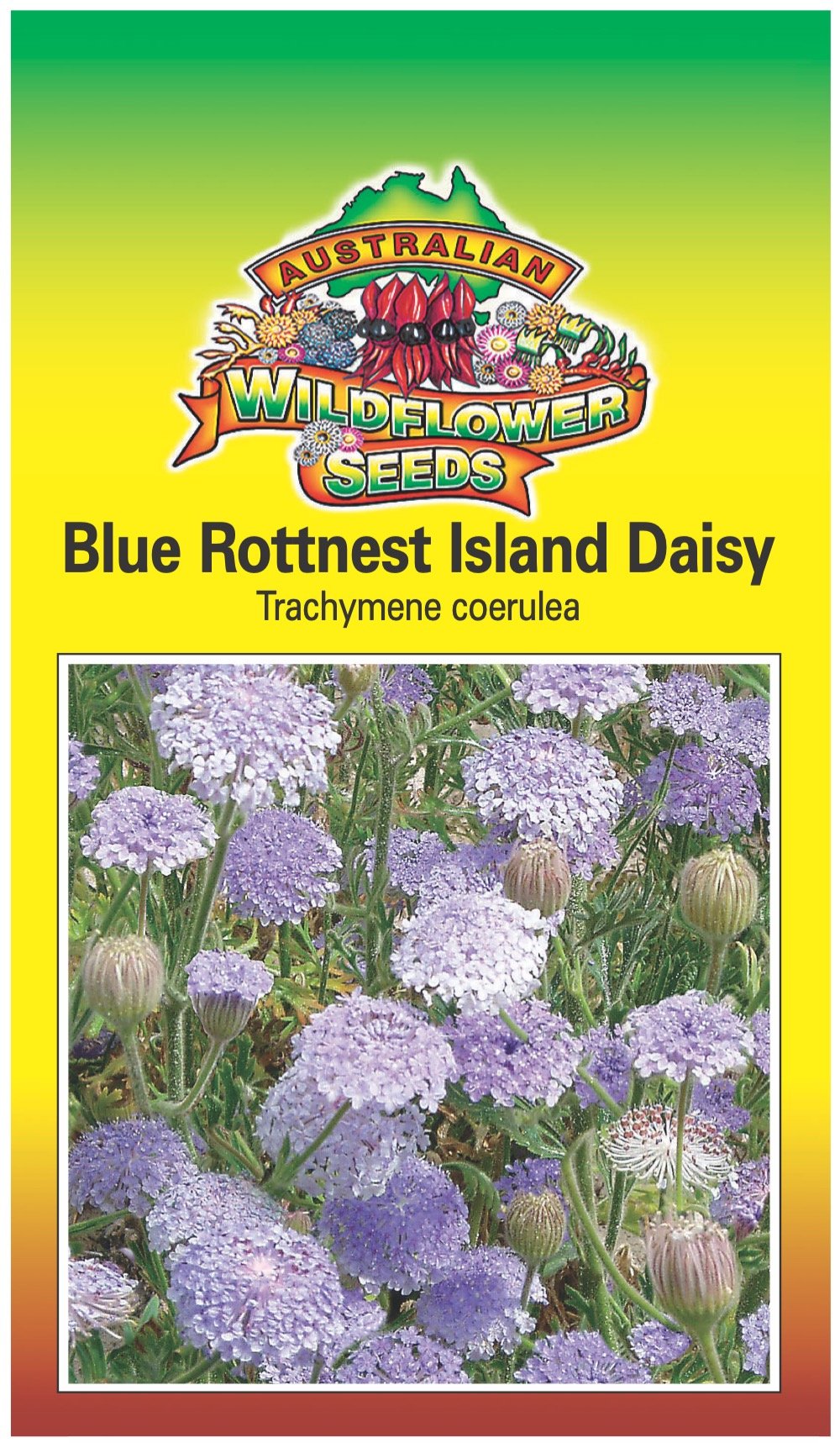 Seeds Trachymene coerulea - Blue Rottnest Island Daisy