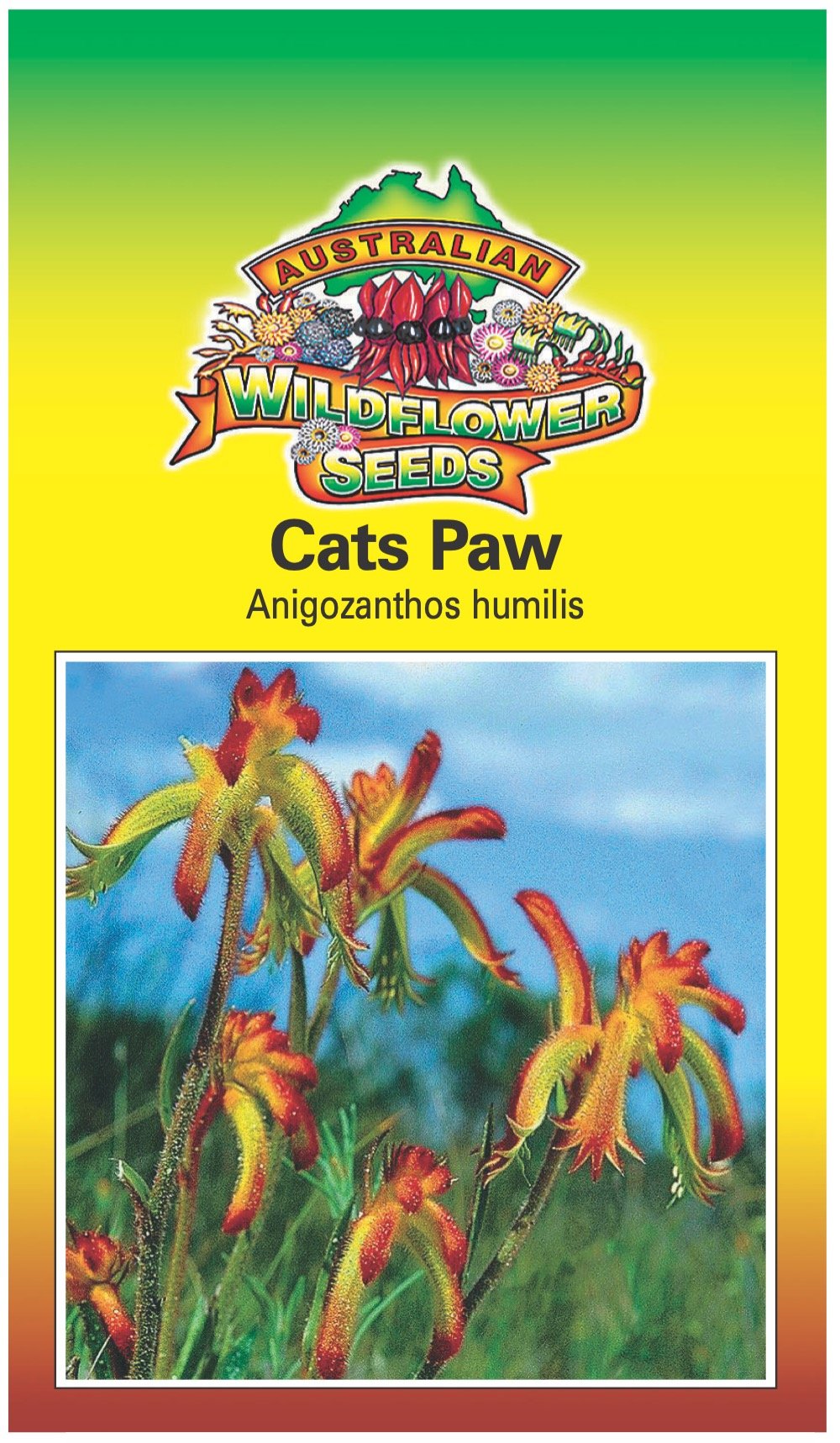 Seeds Anigozanthos humilis - Cats Paw