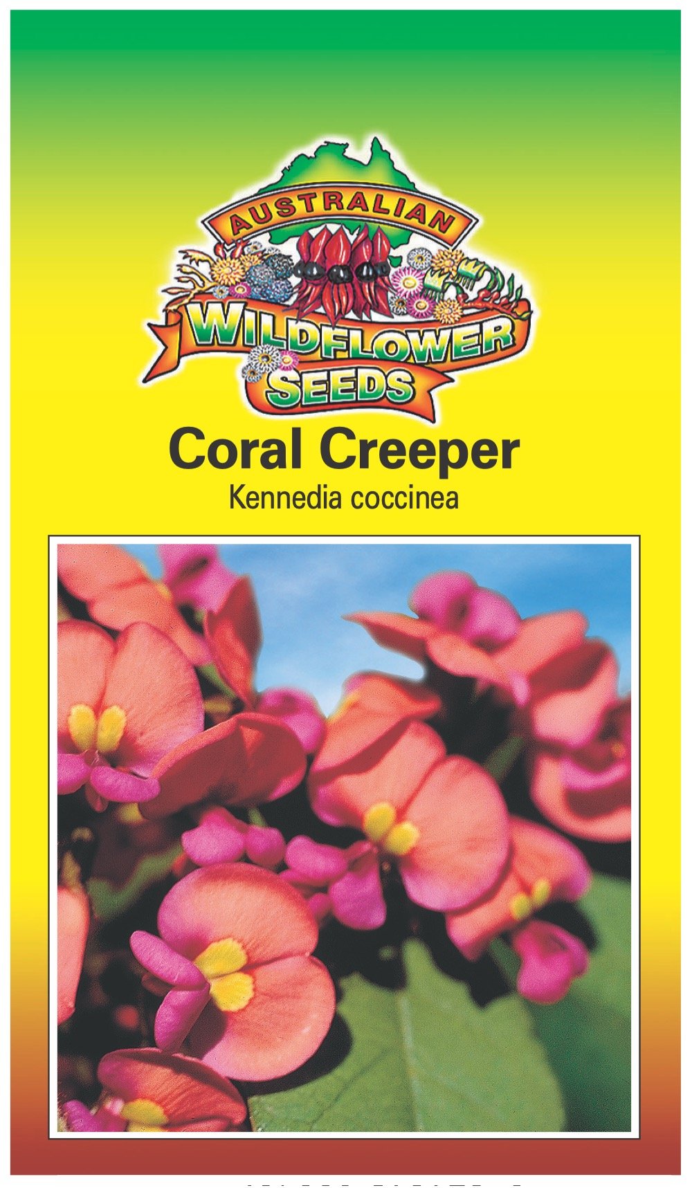 Seeds Kennedia coccinea - Coral Creeper
