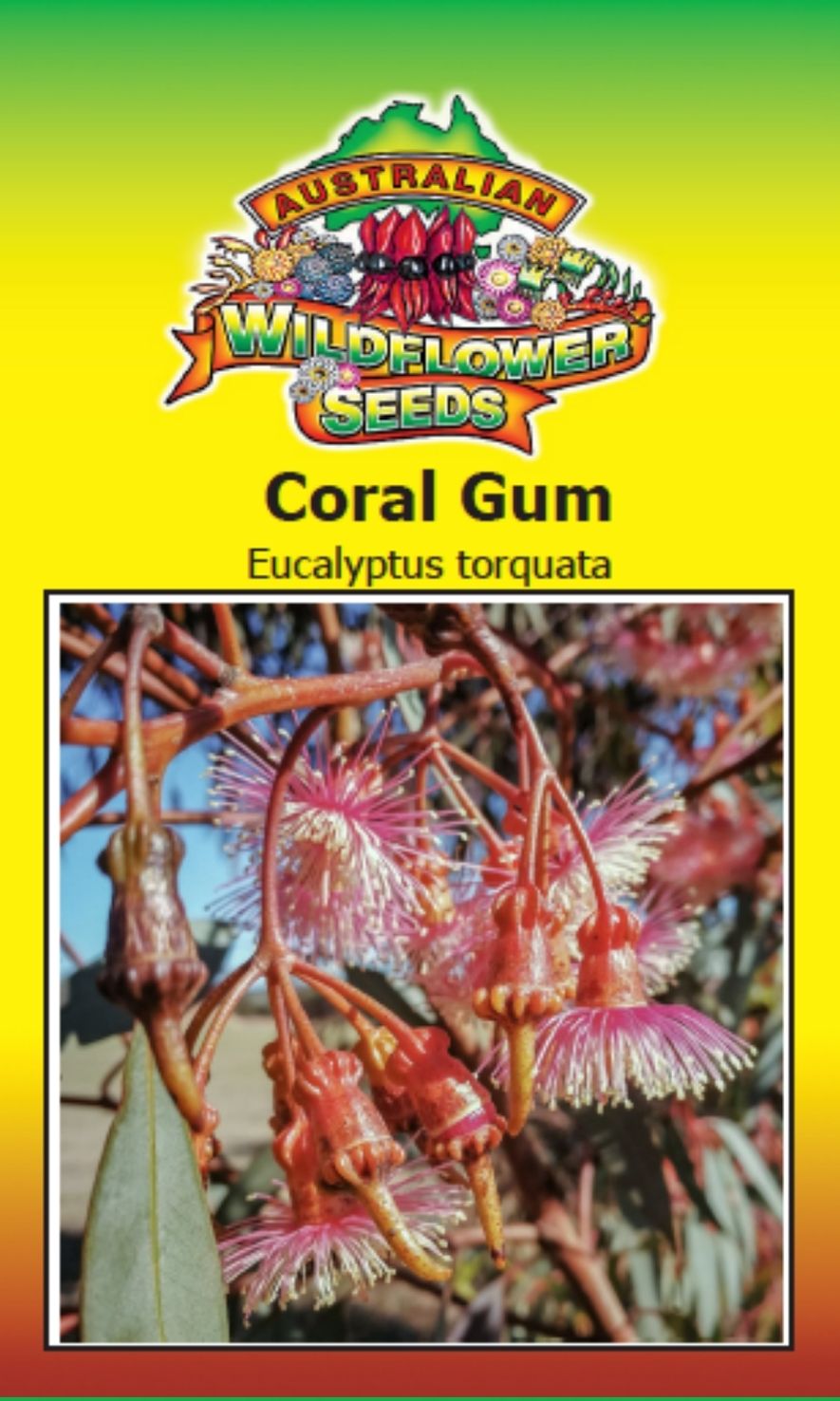 Seeds Eucalyptus torquata - Coral Gum