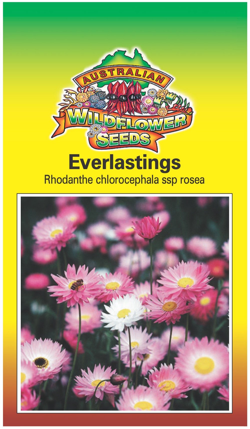 Seeds Rhodanthe chlorocephala rosea - Pink White Everlastings