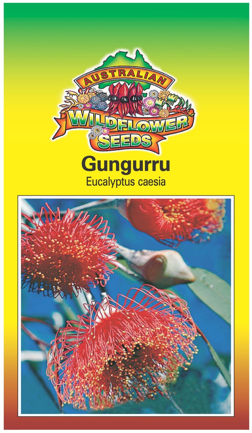Seeds Eucalyptus caesia - Gungurru Silver Princess