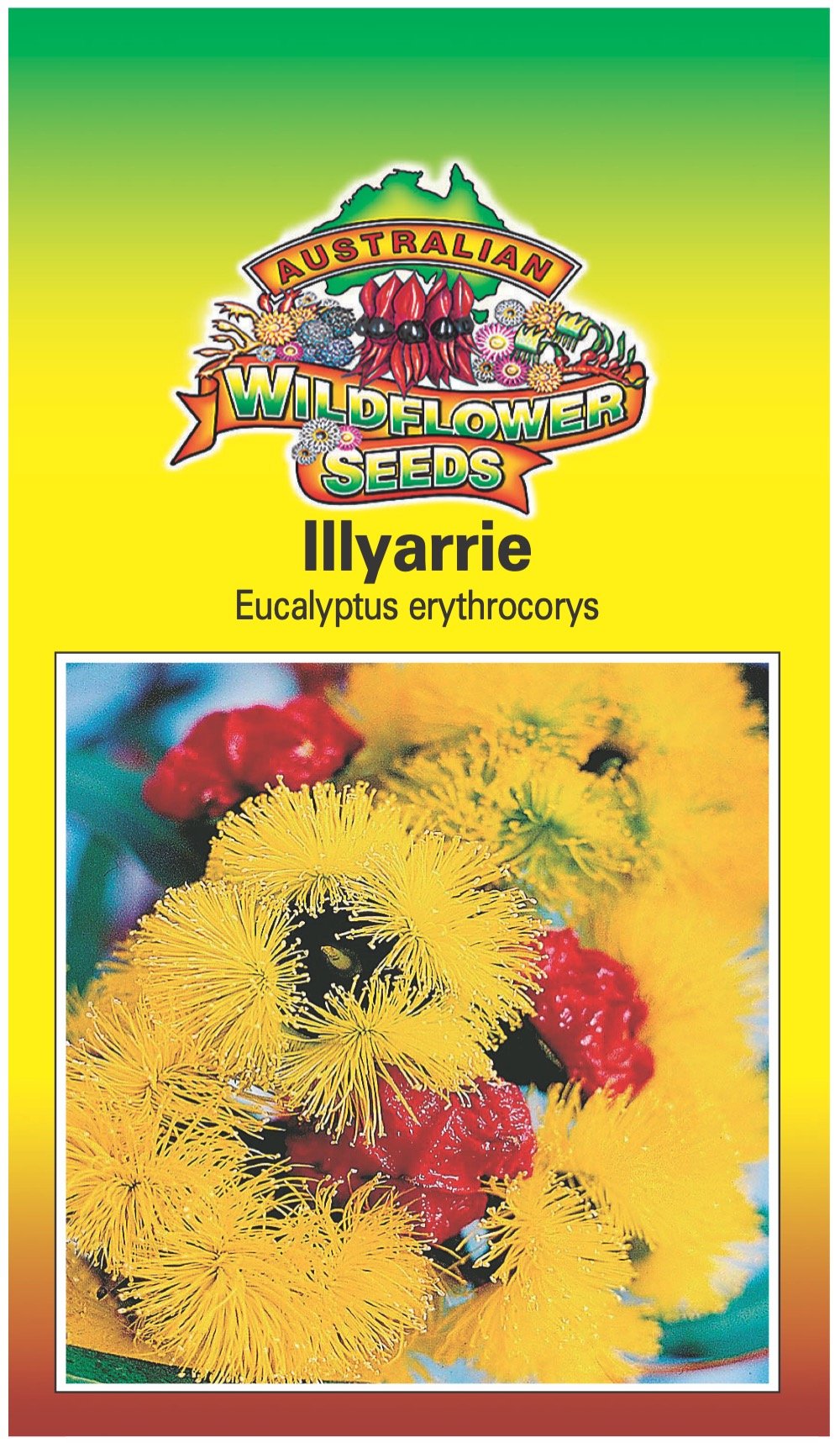 Seeds Eucalyptus erythrocorys - Illyarrie