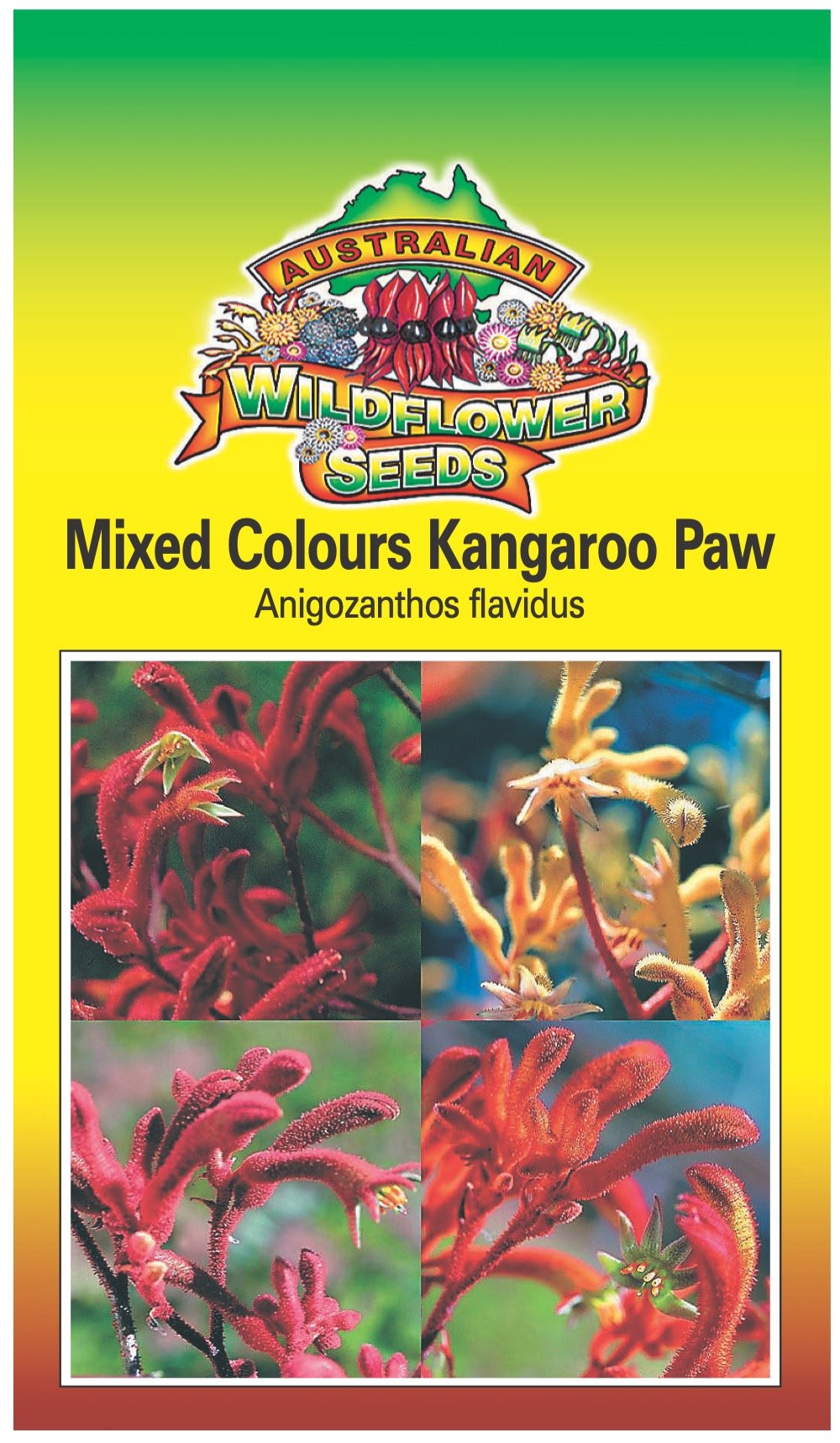 Seeds Anigozanthos flavidus - Mixed Colours Kangaroo Paw