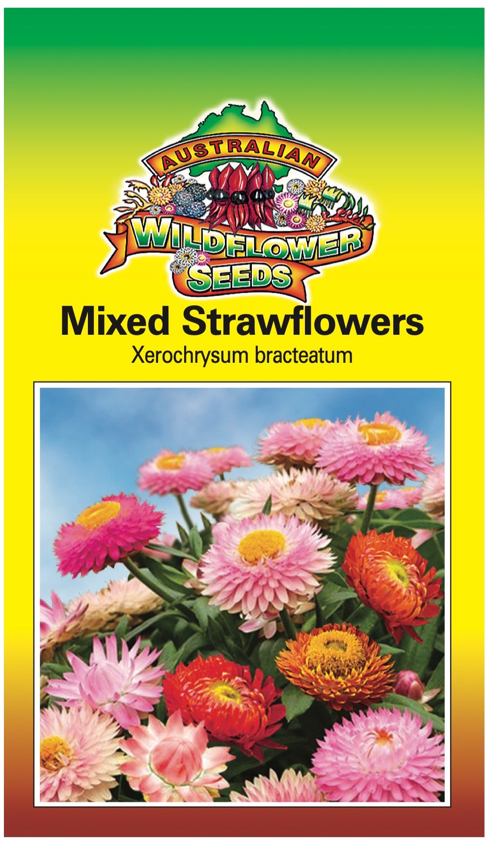 Seeds Xerochrysum bracteatum - Mixed Strawflowers