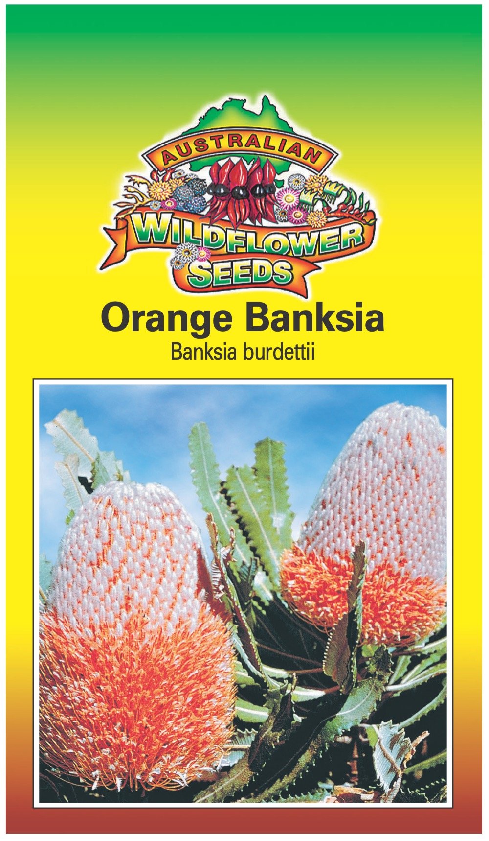 Seeds Banksia burdettii - Orange Banksia