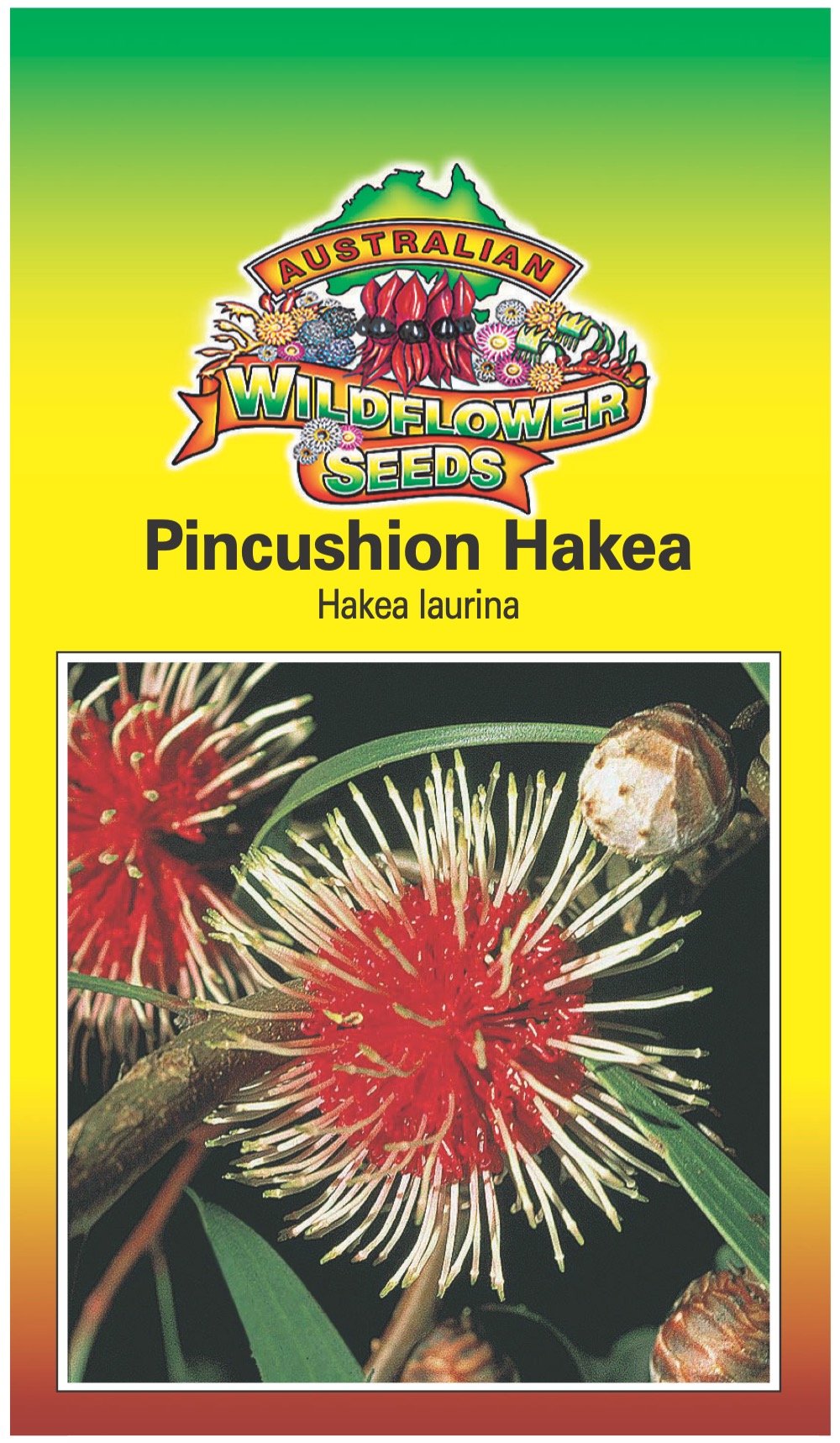 Seeds Hakea laurina - Pincushion Hakea