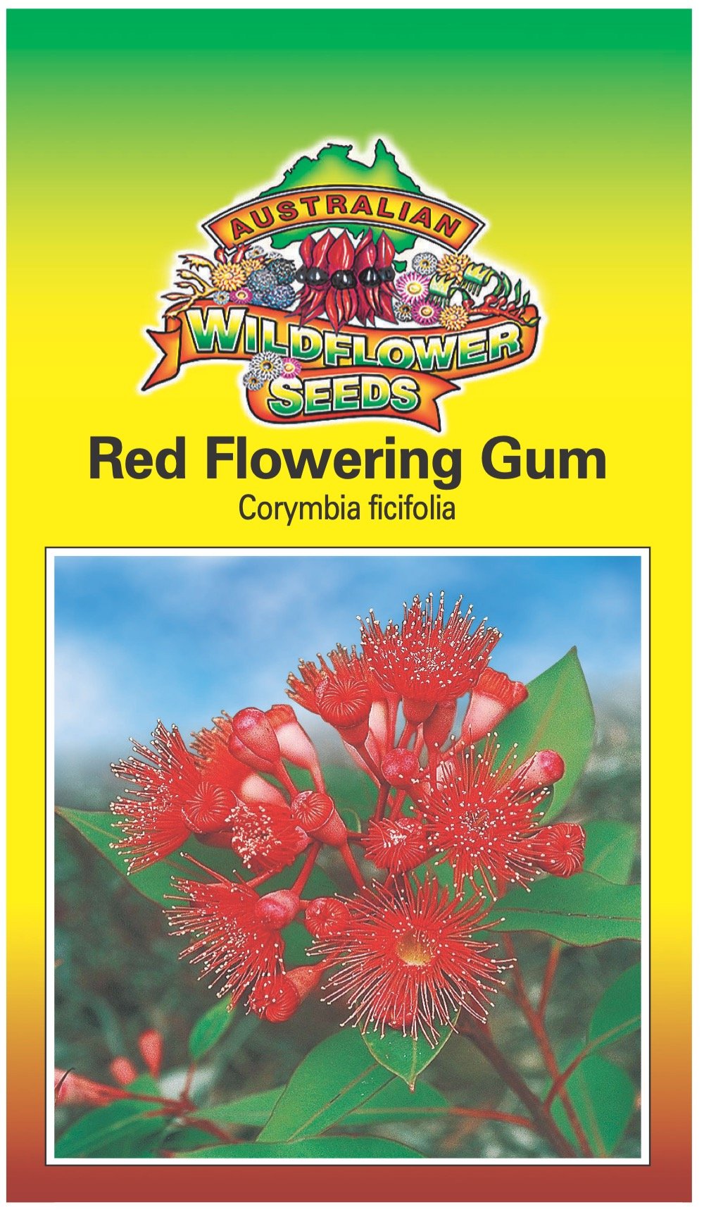 Seeds Corymbia ficifolia - Red Flowering Gum