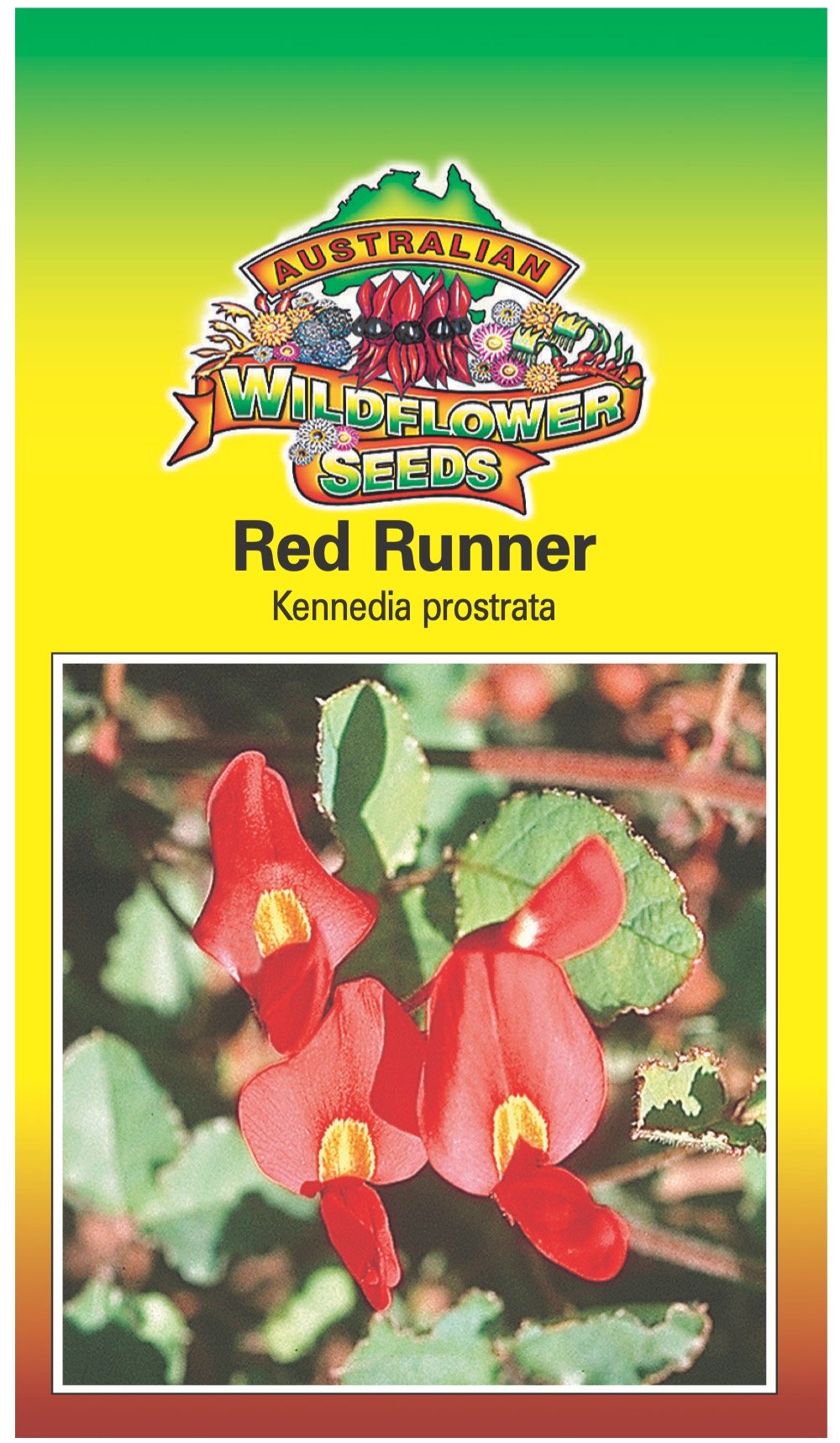 Seeds Kennedia prostrata - Red Runner