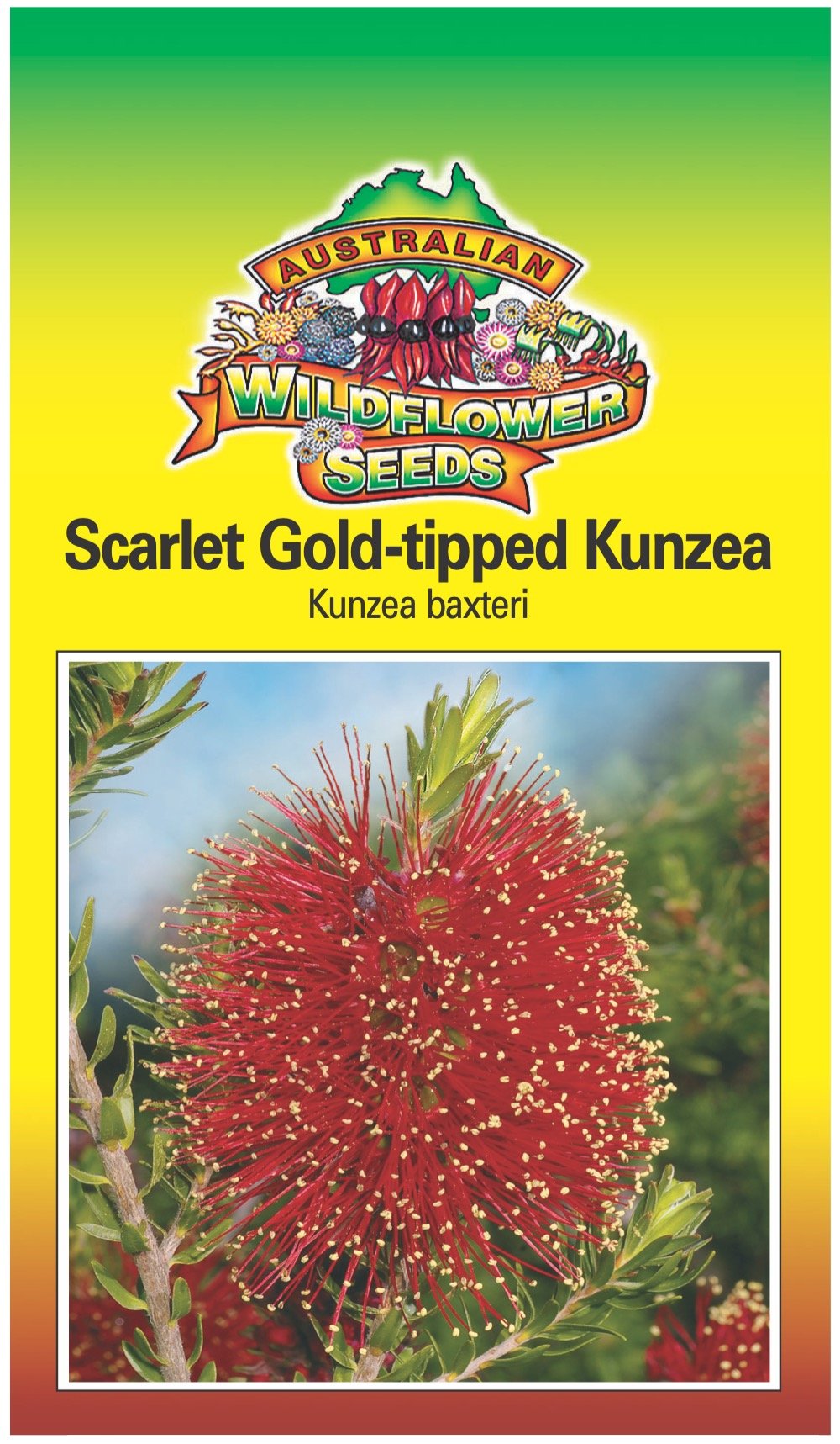 Seeds Kunzea baxteri - Scarlet Gold-Tipped Kunzea