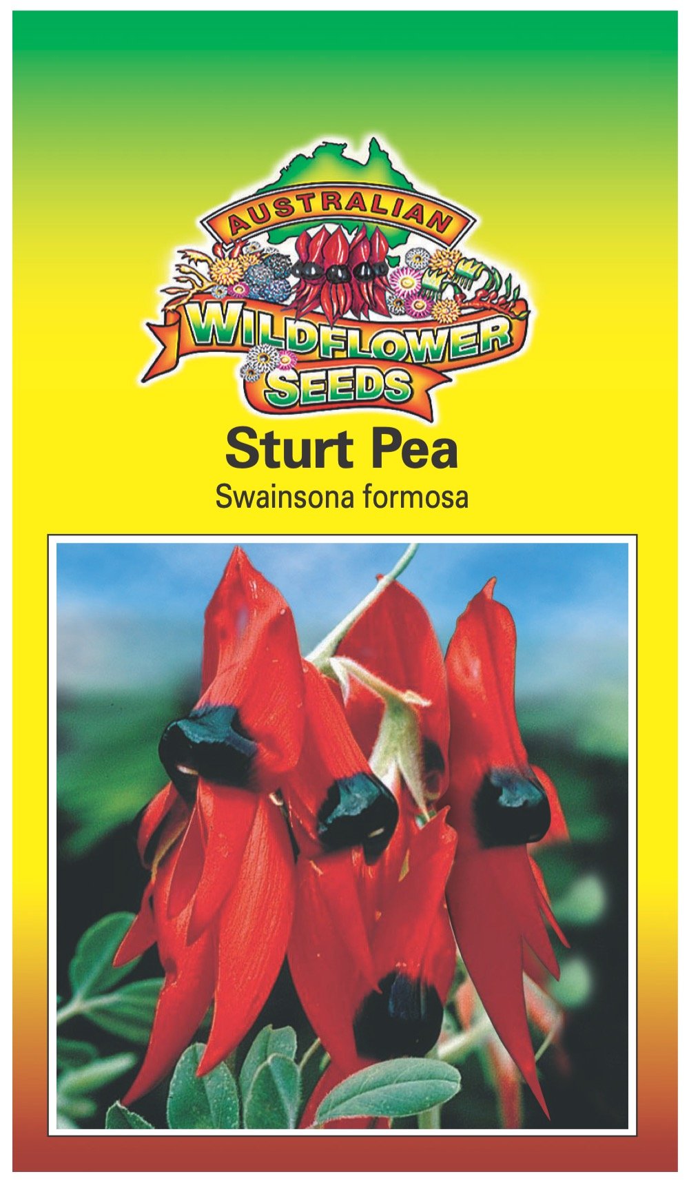 Seeds Swainsona formosa - Sturt Desert Pea