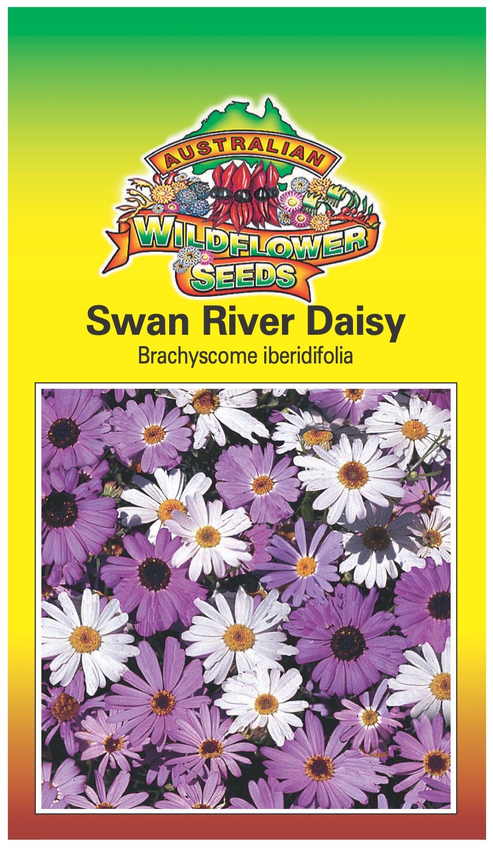 Seeds Brachyscome iberidifolia - Swan River Daisy
