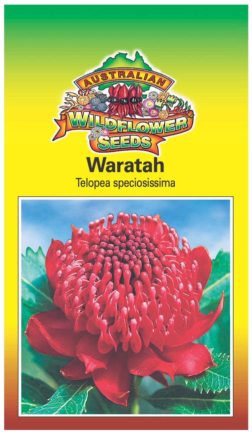Seeds Telopea speciosissima - Waratah