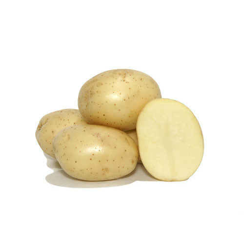 Seeding Potato Atlantic