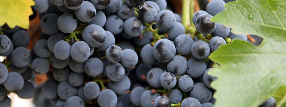 Grape Vines