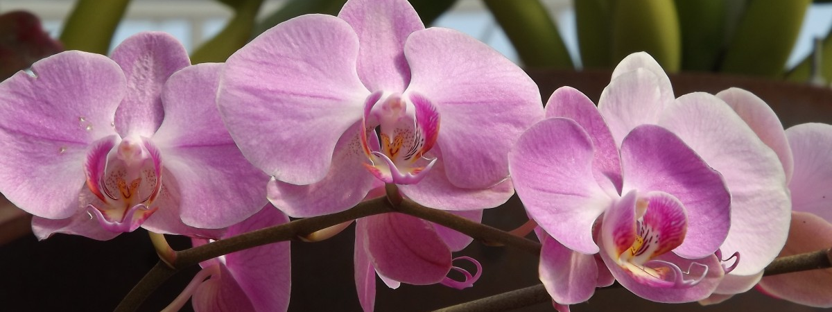 Orchids