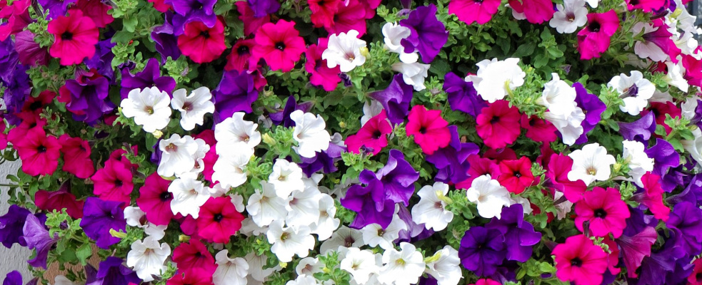 Seedlings - Flowering/Ornamental
