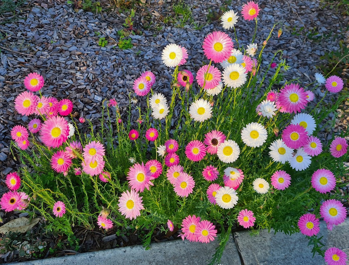 Everlastings