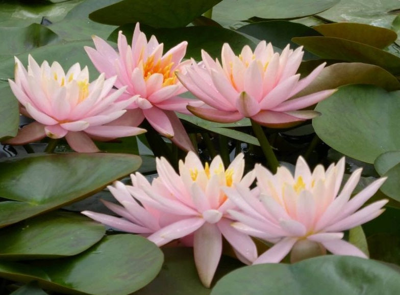 Water Lilies