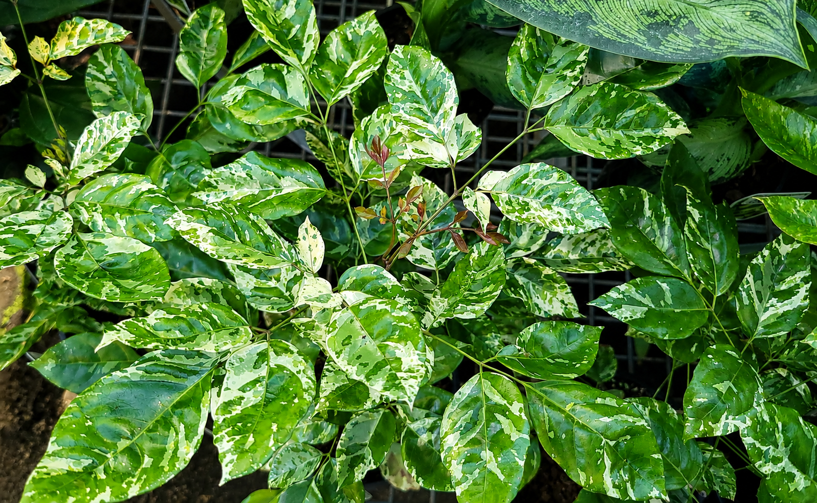 Radermachera sinica - FUSION WHITE - Variegated China Doll