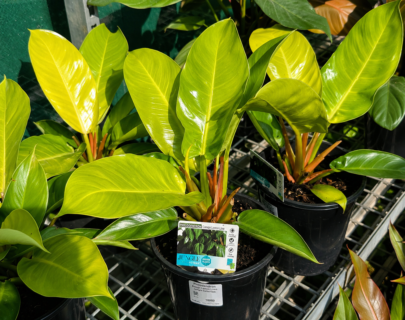 Philodendron - IMPERIAL GOLD