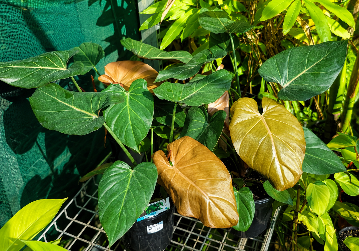 Philodendron - SUMMER GLORY