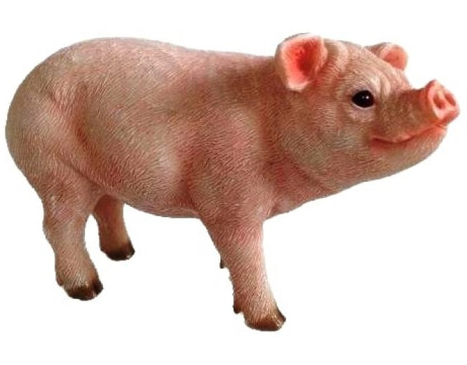 Pig Happy