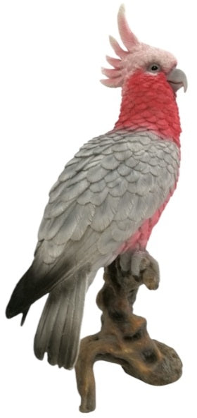 Cockatoo on Branch