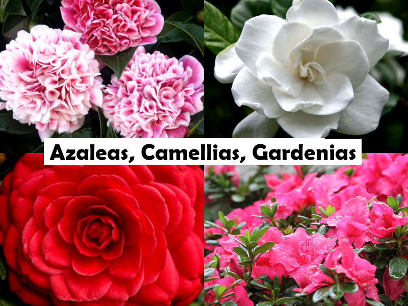 Camellia oleifera - HIRYU