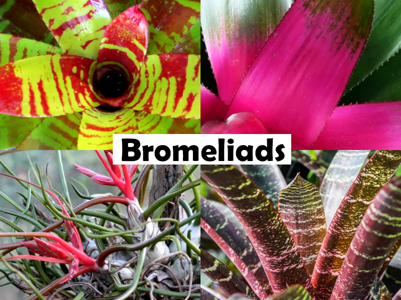 Vriesea fosteriana - Silver Vase Bromeliad