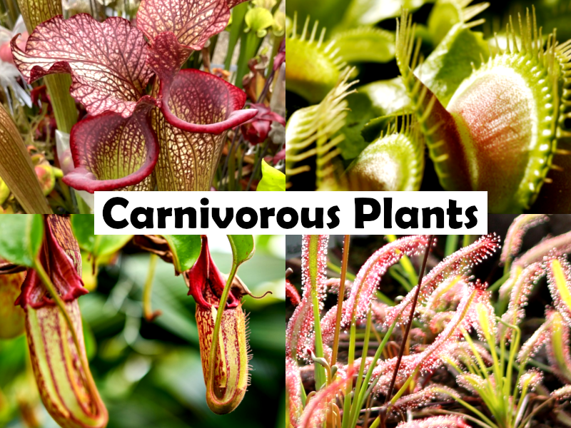 Nepenthes - Tropical Pitcher Plant - Standard Cultivar - Hanging Basket