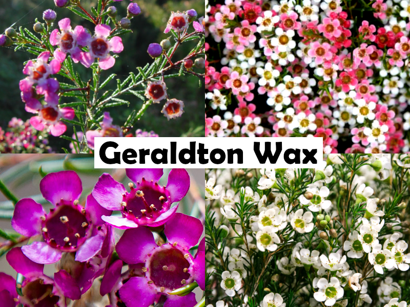 Chamelaucium uncinatum - BASIL - Geraldton Wax