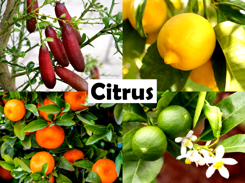 Citrus - Finger Lime - RED