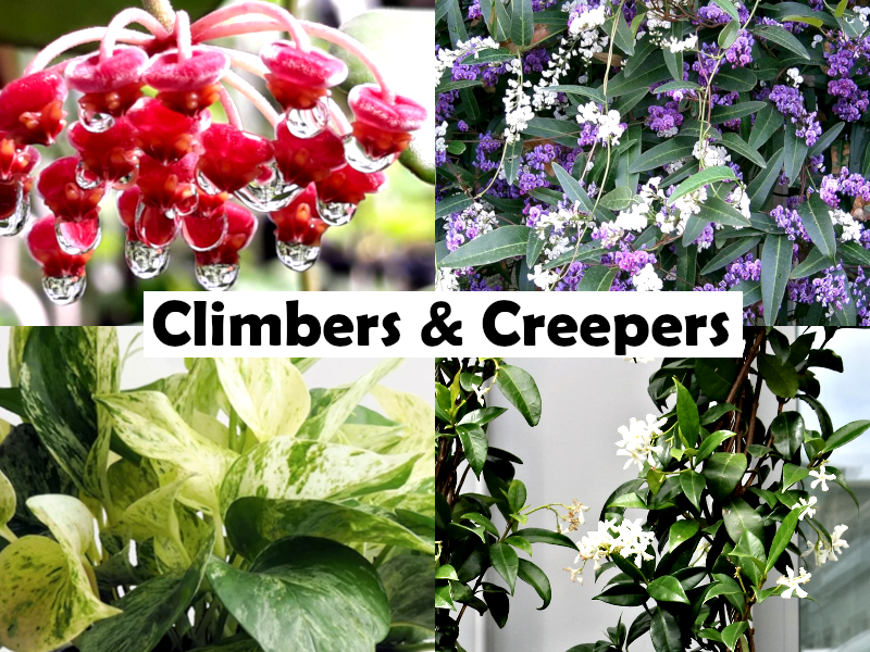 Aeschynanthus longicaulis - BLACK PAGODA - Zebra Vine Hanging Basket