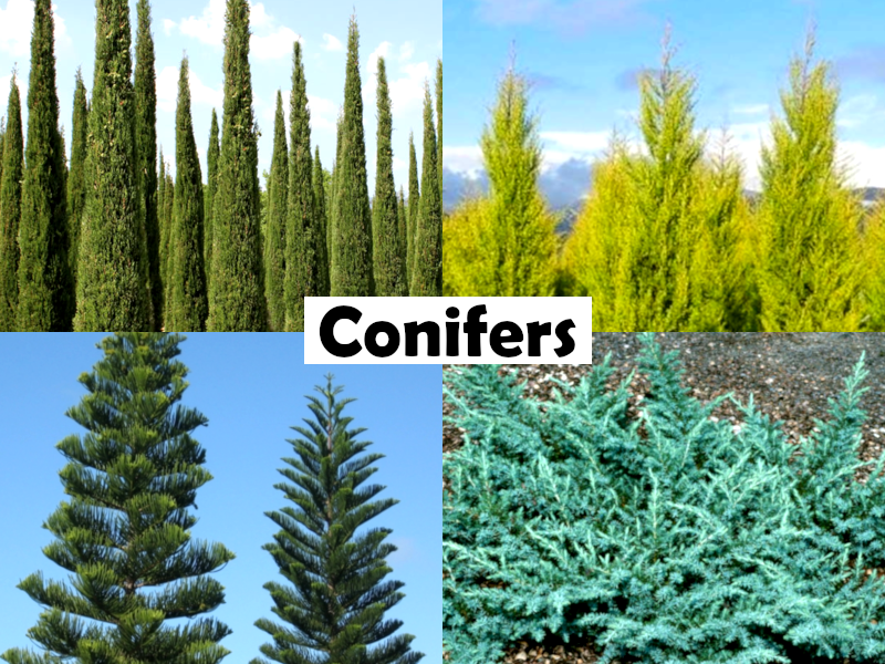 Hesperotropsis leylandii - LEIGHTONS GREEN - Leyland Cypress