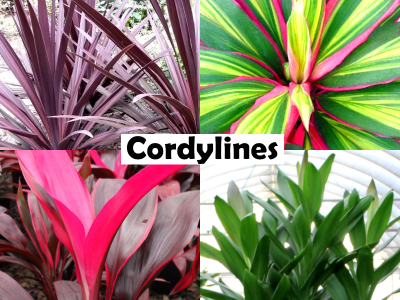 Cordyline australis x banksii x pumilio - RED FOUNTAIN - Ti Plant 'Red Foundtain' PBR