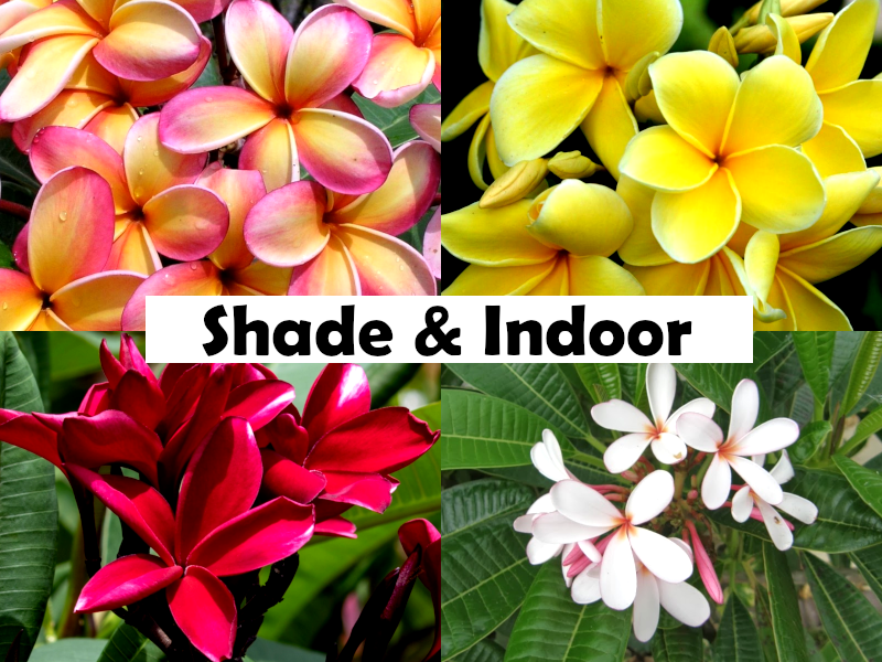 Plumeria rubra - TRICOLOUR - Frangipani