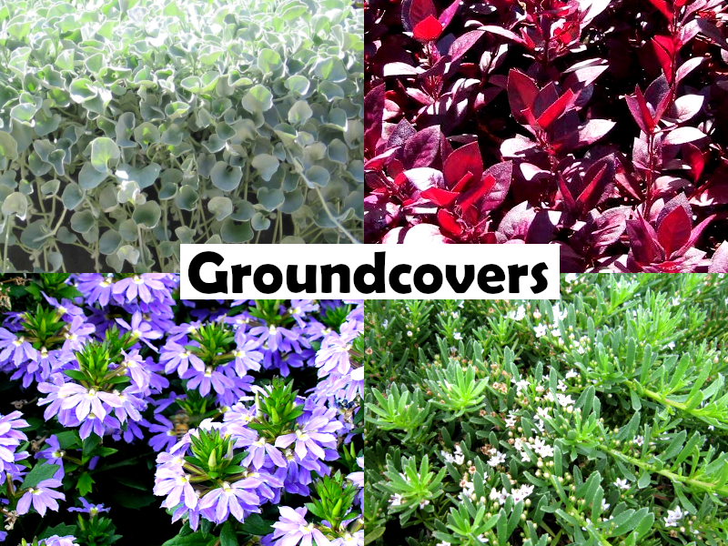 Westringia fruticosa - BULLI COASTAL CREEPER - Coastal Rosemary