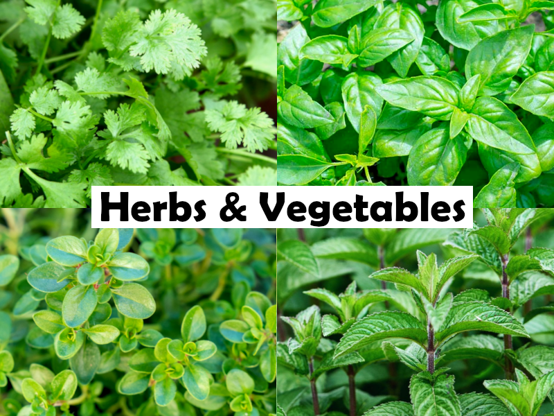 Rosemary - SILVERWOOD - Salvia rosmarinus