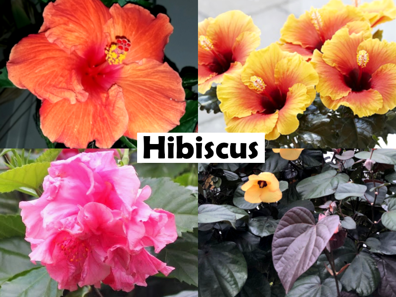 Hibiscus rosa-sinensis - PINK RAYS - China Rose