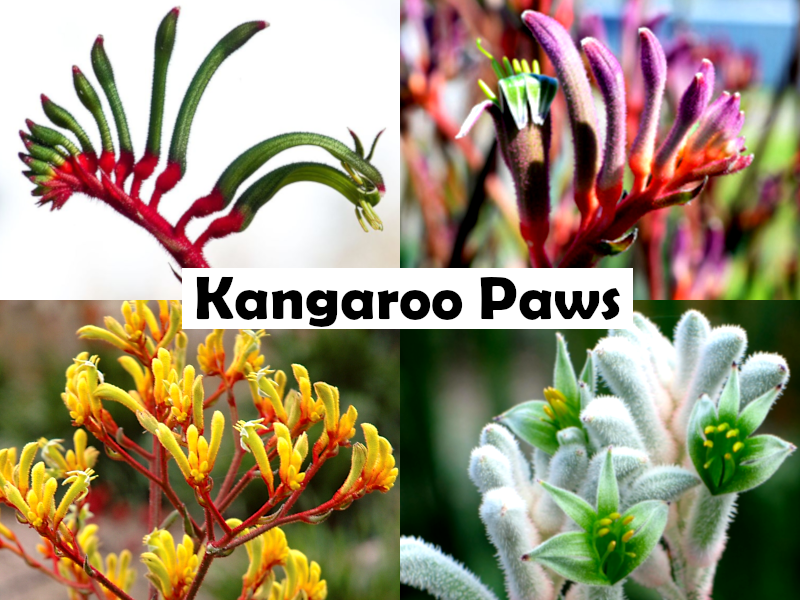 Anigozanthos humilis - Cats Paw
