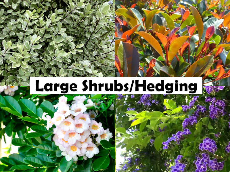 Viburnum odoratissimum - COPPERTOP - Sweet Viburnum