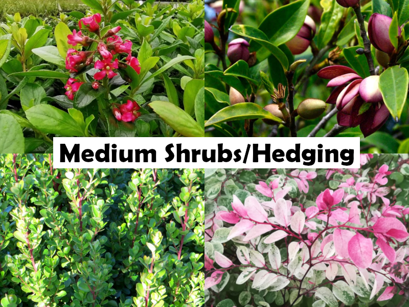 Nerium oleander - CHERRY SURPRISE - Oleander