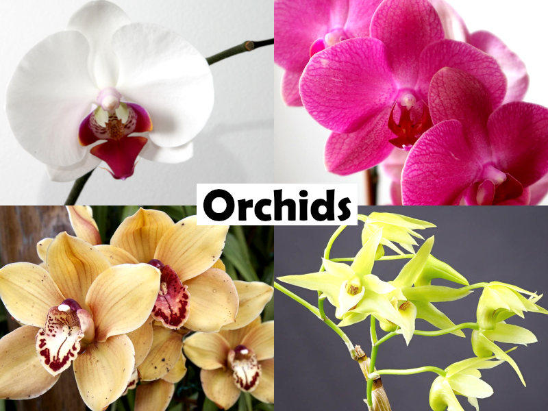 Dendrobium - KINGIANUM AMETHYST - Orchid