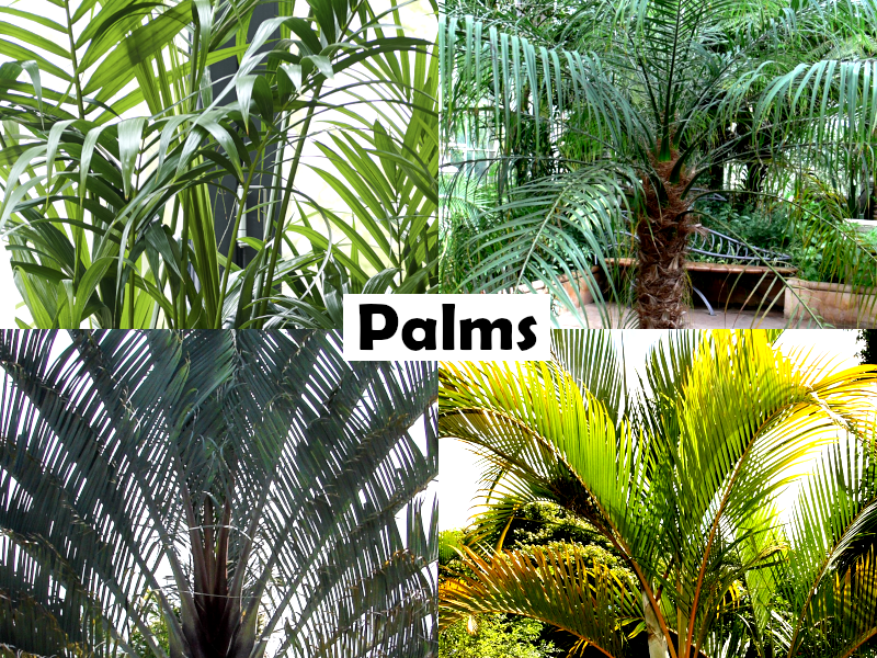 Dypsis decaryi - Triangle Palm