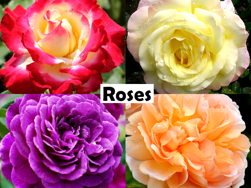 Rose - FLOWER CARPET CHERRY
