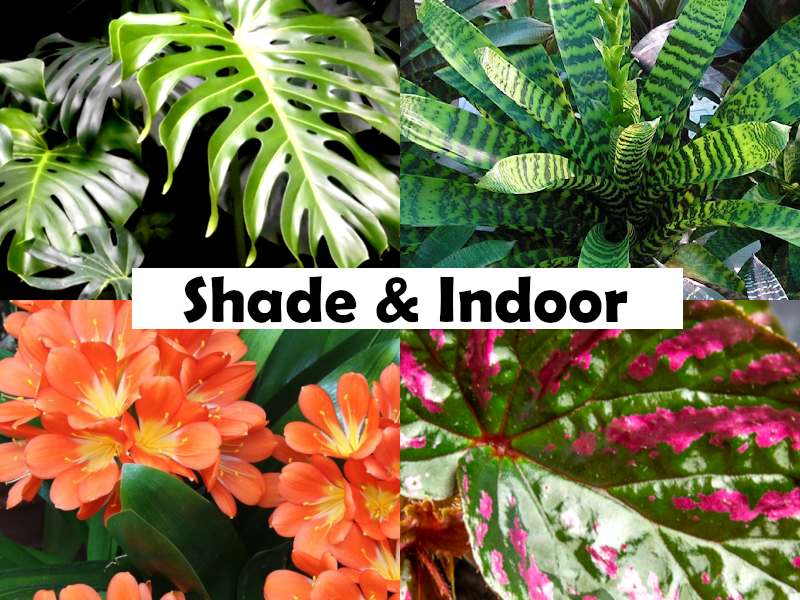 Codiaeum variegatum - SUPER ZANZIBAR - Croton