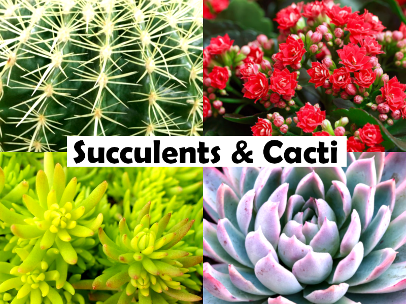 Lobivia arachnacantha - Spiderspine Cactus