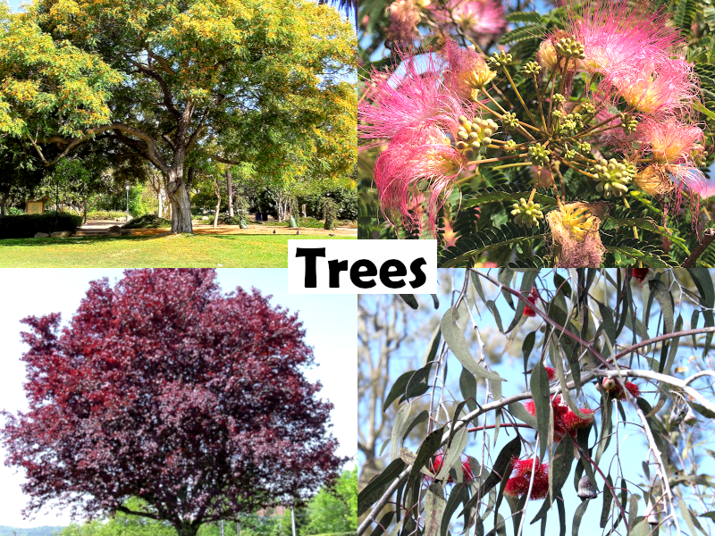 Brachychiton rupestris - Queensland Bottle Tree